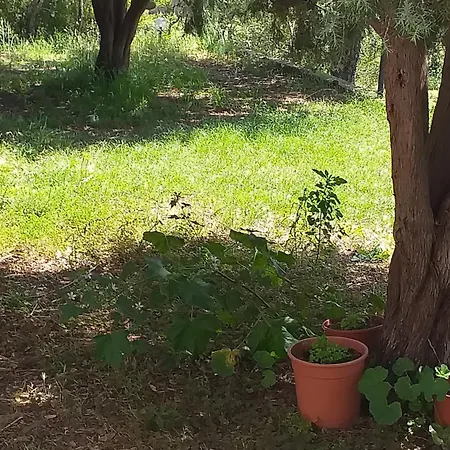 Bed & Breakfast Daillu Olbia