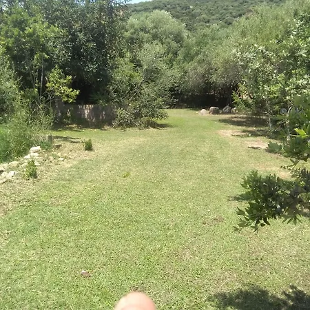 Daillu Olbia